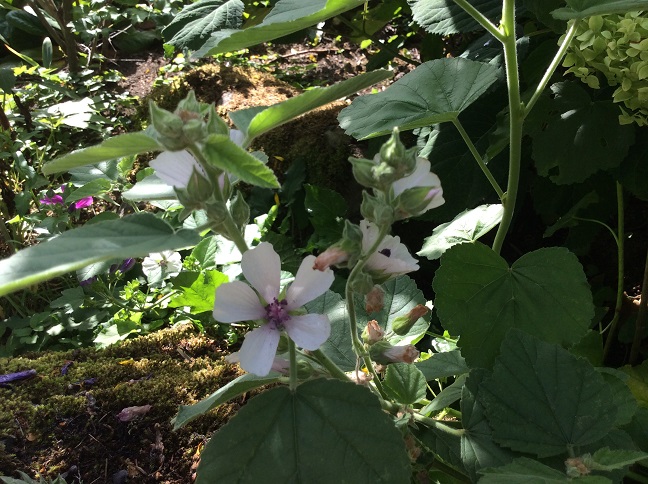 Rohtosalkoruusuja pienine valkoisine kukkineen